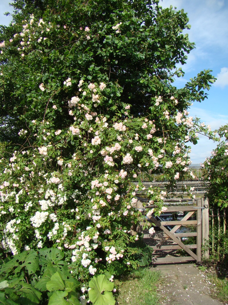 treasure-trove-lens-roses